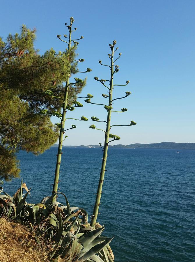 Green Hostel Zadar Eksteriør billede
